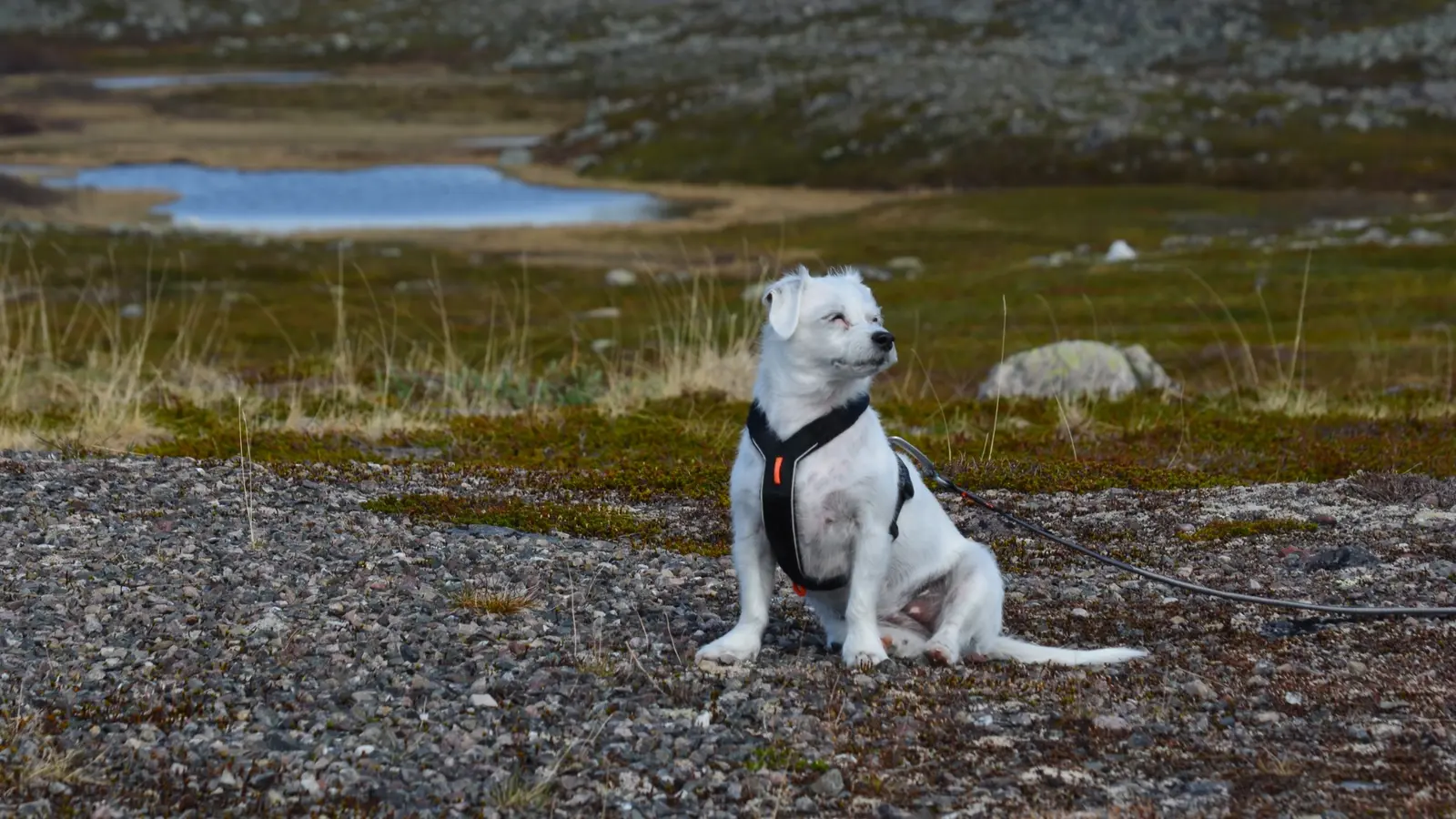 Susa the dog wearing a harness in a fell landscape