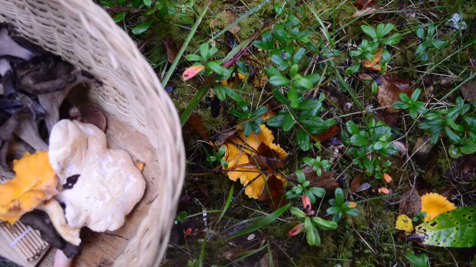 A mushroom basket and chanterelles on the forest floor