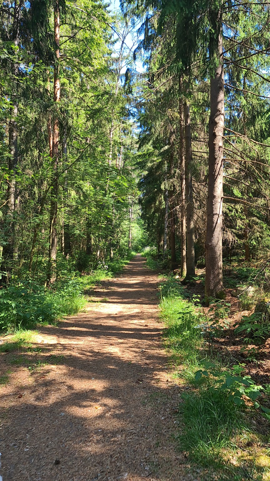 Metsäpolku suomalaisessa metsässä